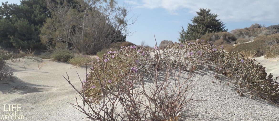 Life is all around – What is it? This is a plant in a beach of Crete, Greece shot on 2019
