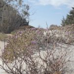 This is a plant in a beach of Crete, Greece shot on 2019