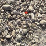 A photo of dirt and stones, where between of them, lies a red flower. Shot in Crete 2020