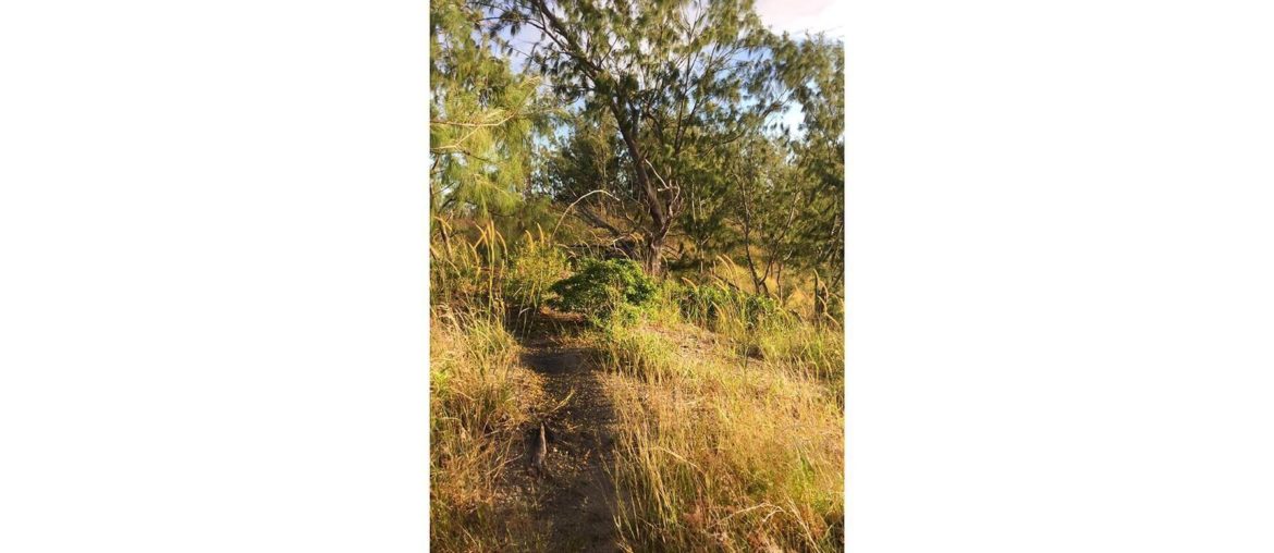 Learn history: Index This is a picture I took in Fiji in 2018. I was walking in a forest before sunset.