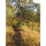 This is a picture I took in Fiji in 2018. I was walking in a forest before sunset.