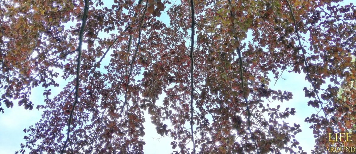 The 4 pillars of the life journey This is a picture I took in Copenhagen in 2019. I aimed for the sky through the tree branches.