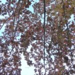 This is a picture I took in Copenhagen in 2019. I aimed for the sky through the tree branches.