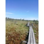 This is a picture I took in Riga in 2019. I went for a big walk in a nearby lake.