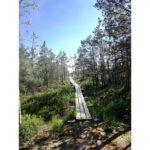 This is a picture I took in Riga in 2019 when I went for a walk close to a lake.