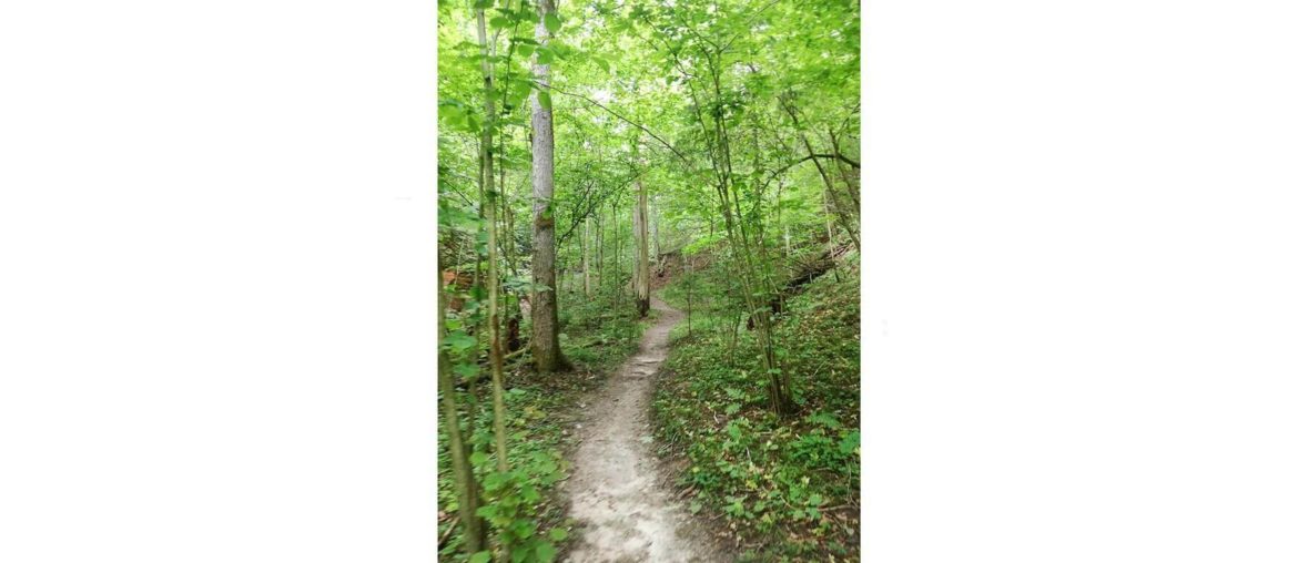 Mindlessness: index This is a picture I took in Riga in 2019 when I went for a hike in a nearby natural park.