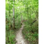 This is a picture I took in Riga in 2019 when I went for a hike in a nearby natural park.