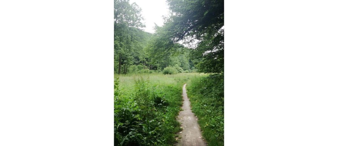 Work: what is it for: index This is a picture I took in Krakow in 2019. I was trekking a forest close to Krakow.