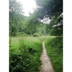 This is a picture I took in Krakow in 2019. I was trekking a forest close to Krakow.