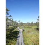 This is a picture I took in Riga in 2019 when I went for a hike in a nearby lake area.