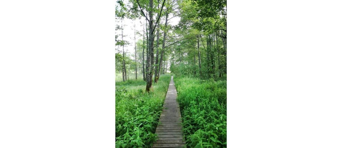 Self awareness: index This is a picture I took in Riga in 2019 when I went for a hike in a nearby forest area.