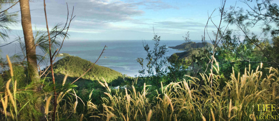 Practicing self awarenesses This is a picture I have taken in Fiji in 2018. I was hiking in a mountain in one of the islands.
