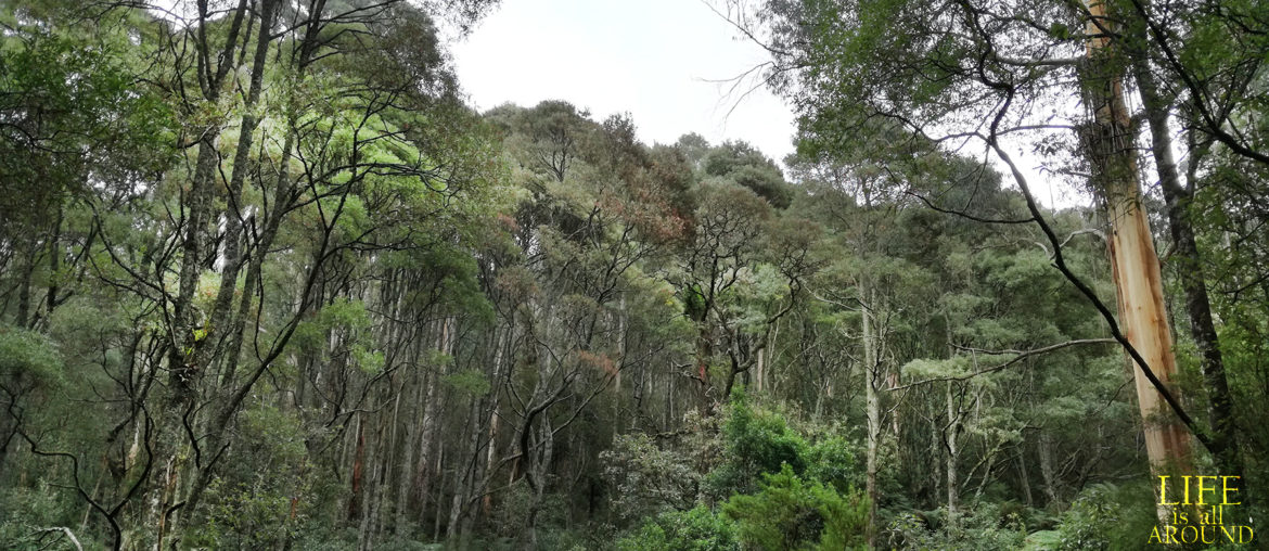 Towards the ideal self This is a photo I took in Bali when went for a ride to find waterfalls in 2018