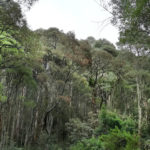 This is a photo I took in Bali when went for a ride to find waterfalls in 2018