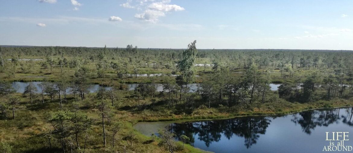 Spirituality and Religion This is a picture I took when hiking in a forest area within walking distance from Riga