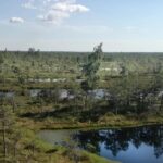 This is a picture I took when hiking in a forest area within walking distance from Riga