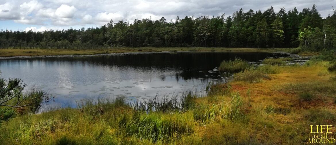 Creativity: the basics This is a photo I took in a lake close to Stockholm in 2018