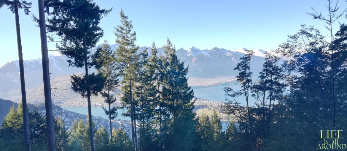 Climb the correct ladder This is a photo I took in New Zealand, when I was hiking through the forest by Queenstown