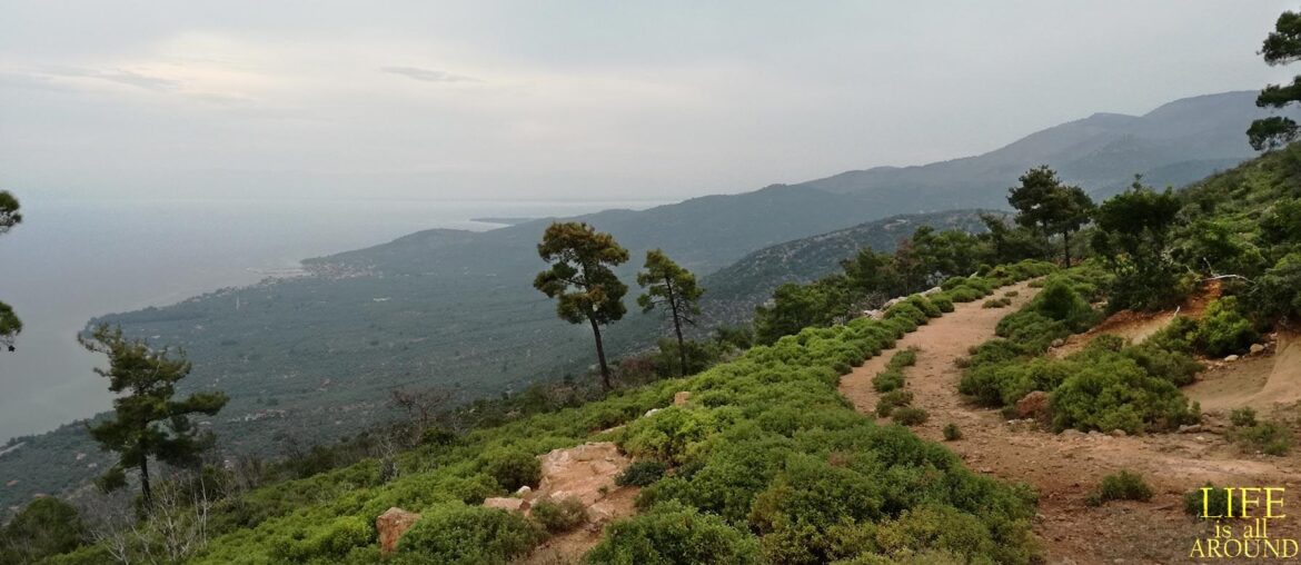 Mindfulness vs Mindlessness This is a photo I took when hiking in the area outside my village in Thassos