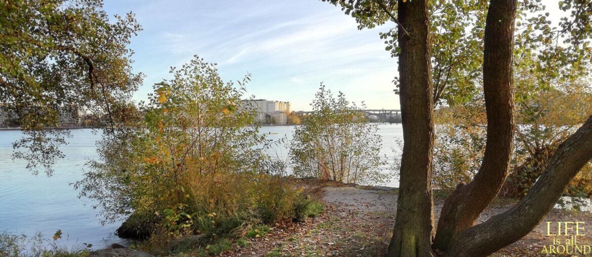 Too selfish to be sad A photo of the lake in Stockholm from a garden, shot in 2019