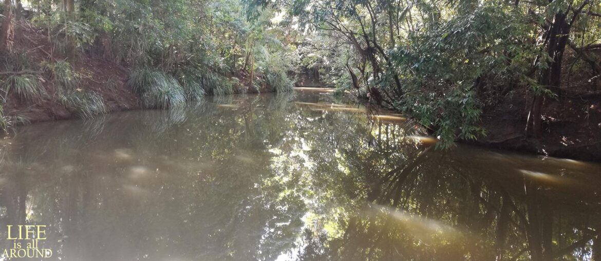 Giving birth to personality This is a small lake which I took photo when hiking in Brisbane in 2018 June