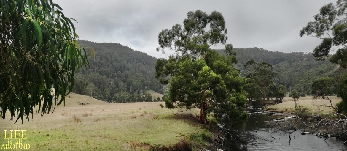 Shot in Melbourne somewhere in the Great Ocean road, this photo shows a green field in the end of summer and the mountain in the back.