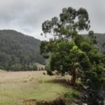 Shot in Melbourne somewhere in the Great Ocean road, this photo shows a green field in the end of summer and the mountain in the back.