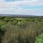 This shows the skyline above a forest, shot from a view area point in a forest close to Melbourne in 2018.