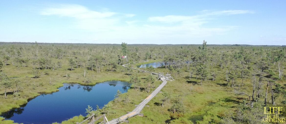 See how small we are View from a watch tower in a forest close to Riga, 2018
