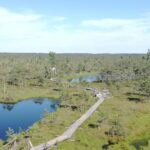 View from a watch tower in a forest close to Riga, 2018