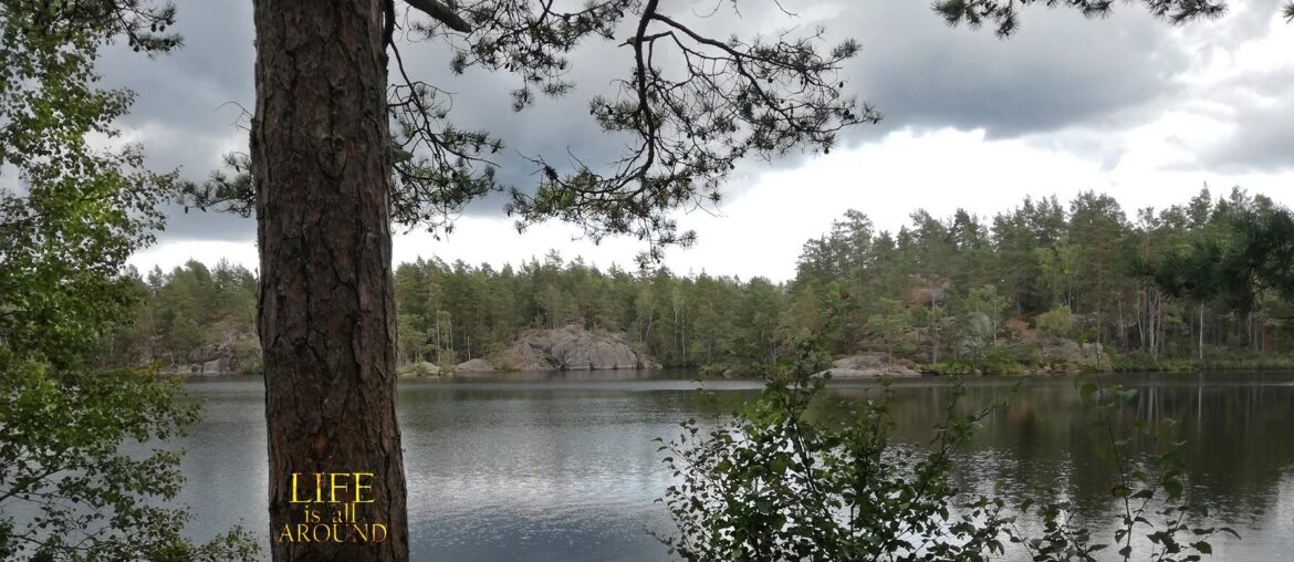 lake through trees stockholm 2018