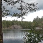 lake through trees stockholm 2018