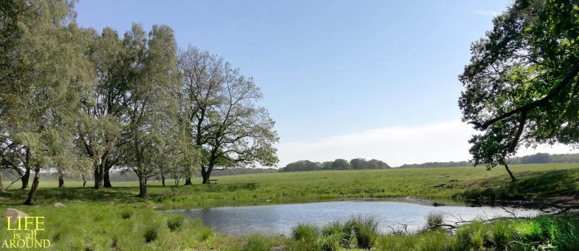 The magic of gratitude field copenhagen with a small lake-like water source surrounded by trees in the spring of 2019
