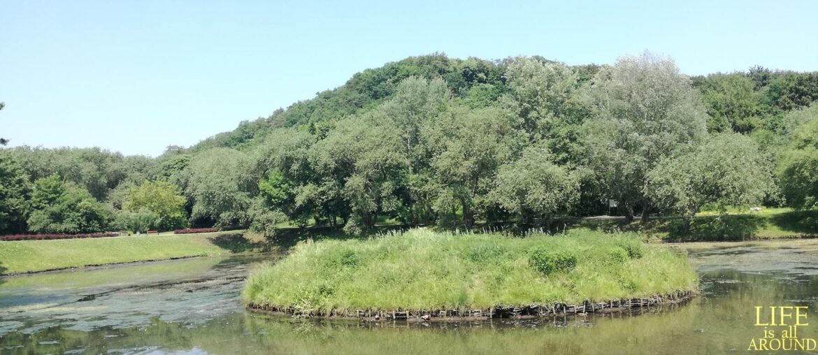 forest gdansk 2019 with lake