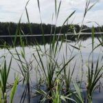 water riga 2019 lake through some greenery