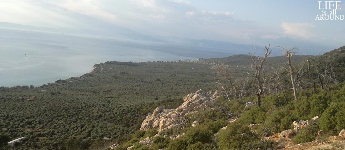 Why Europe and not Africa: the power of our times view from above to plaka 2019