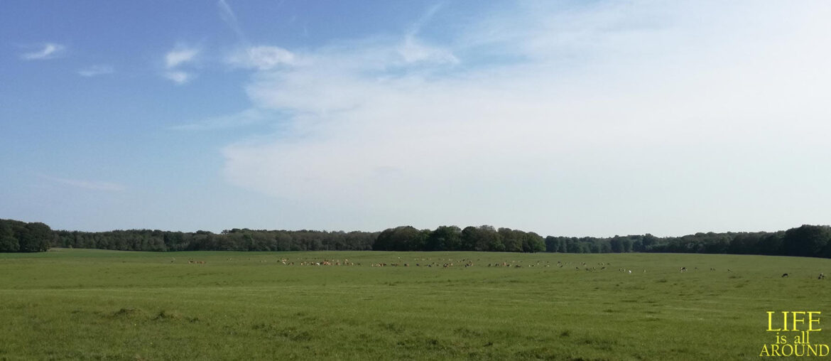 problem distance solution field Copenhagen 2019