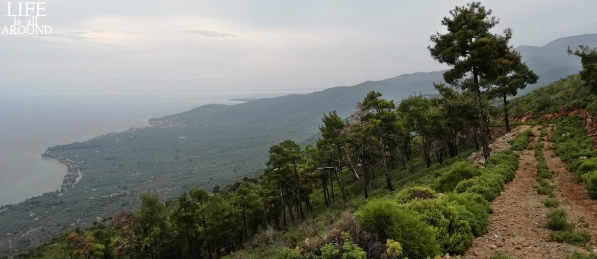political-systems-view-from-above-path-plaka-thassos-2018-
