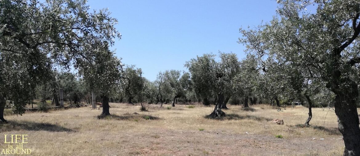 Learn to Bow Down: 3 ways to feel grateful ways to feel grateful Fields thassos 2018