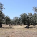 ways to feel grateful Fields thassos 2018