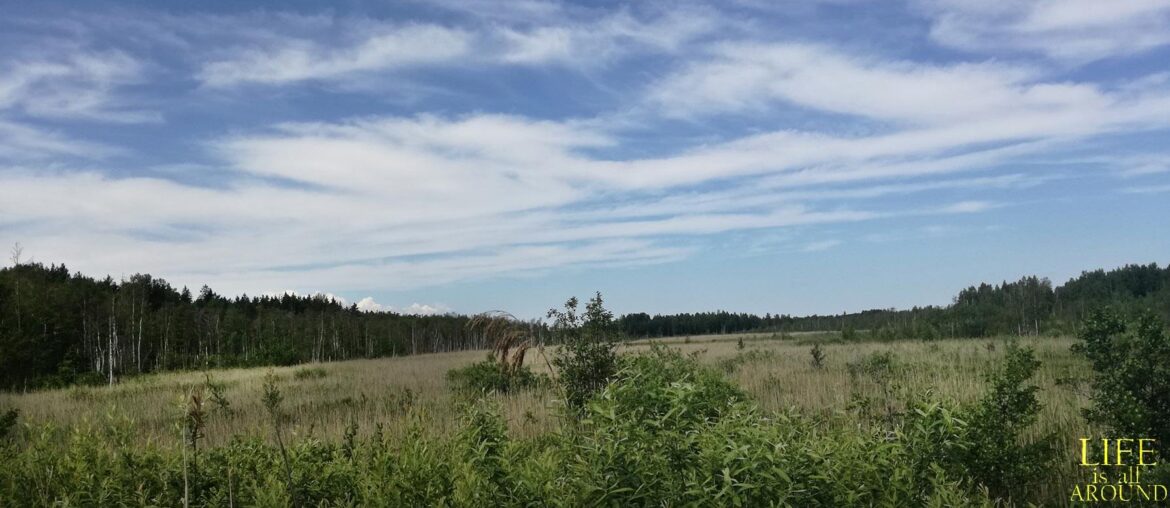 Where do we come from. Field riga 2019