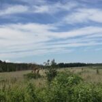 Where do we come from. Field riga 2019