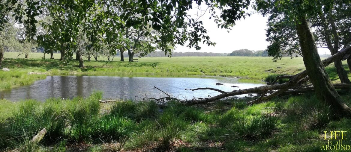 About love field copenhagen 2019