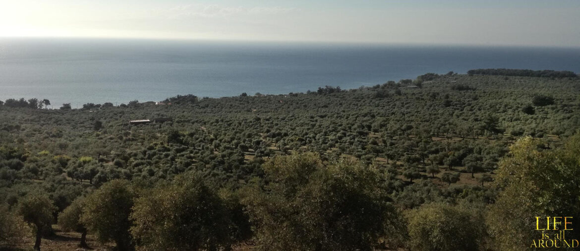 Setting the right conditions in life Setting the right conditions in life view above plaka 2019