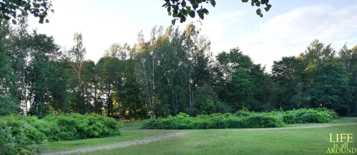 POEM: When I Look Poem: when I look: green helsinki 2019